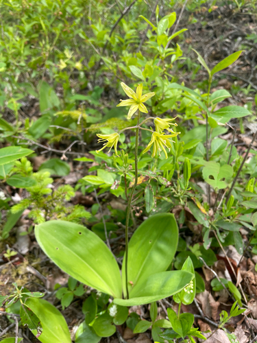 bluebead lily