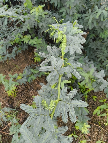 mesquite