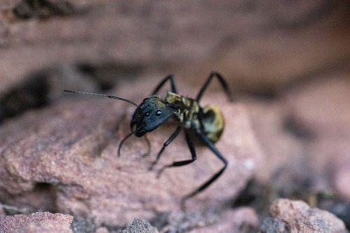 Shimmering Golden Sugar ant