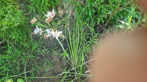 Flowering-rush