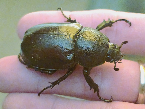 East Australian Rhinoceros Beetle