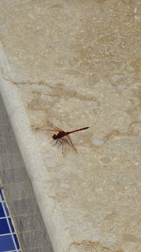 Red-veined Dropwing