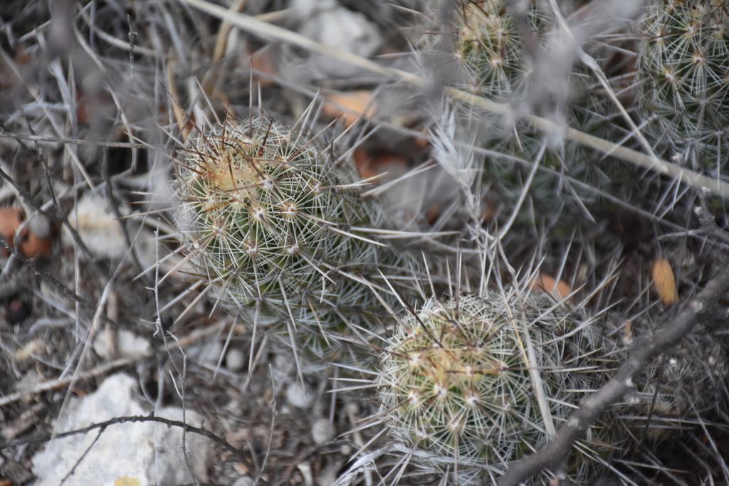 Thelocactus hastifer in April 2020 by P Gonzalez Zamora · iNaturalist