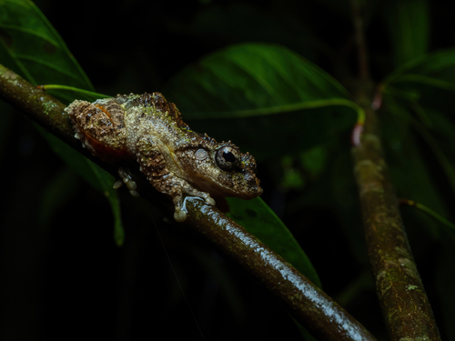 Hainan Frilled Treefrog