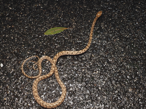 Kelung Cat Snake