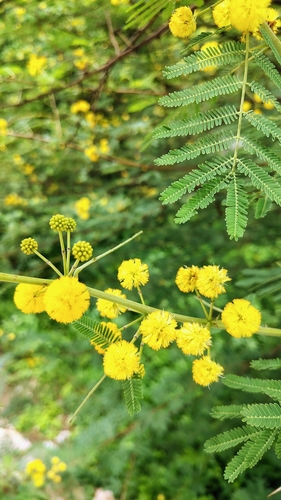Egyptian acacia
