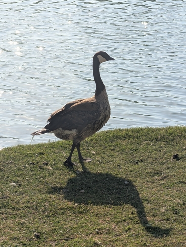 Canada Goose