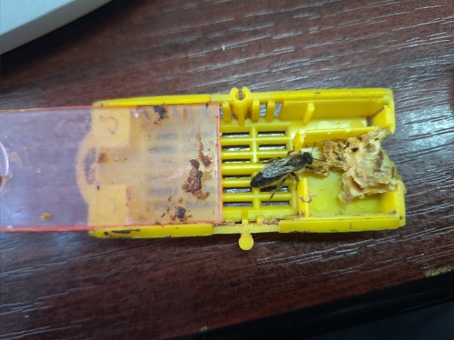 Western Honey Bee