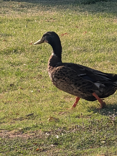 Mallard