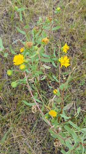Curlycup Gumweed
