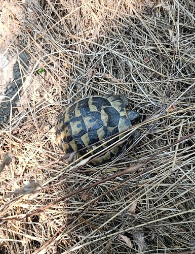 Hermann's Tortoise