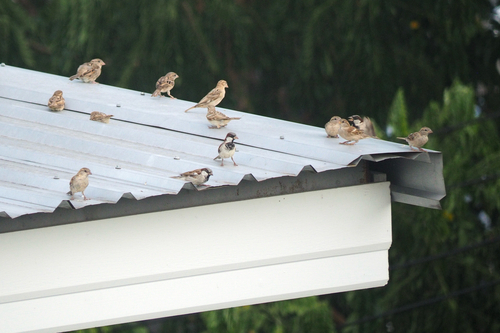 Indian House Sparrow