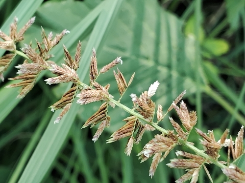 halfa grass
