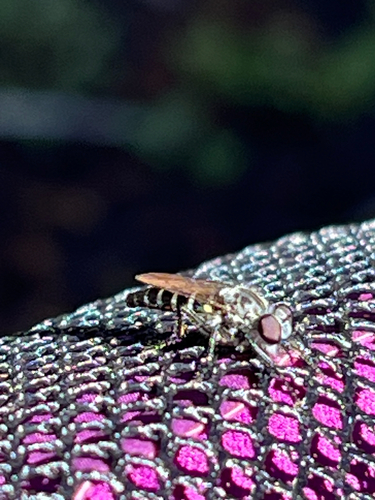 iNaturalist observation photo of Brachyrhopalinae