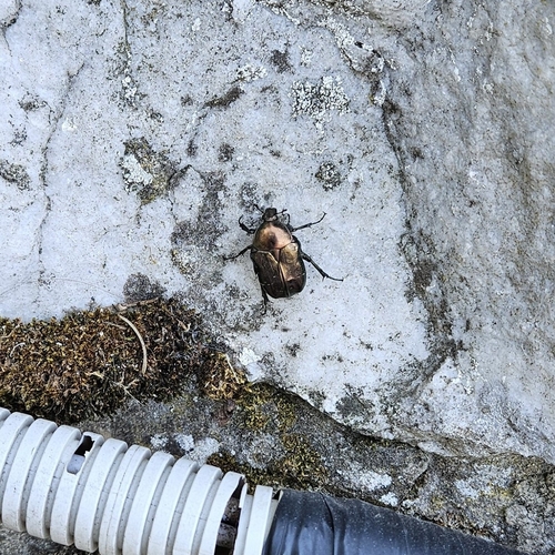 European Rose Chafer