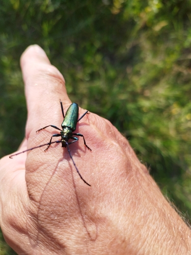 Musk beetle
