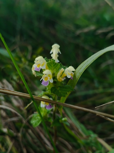 Наблюдение на iNaturalist