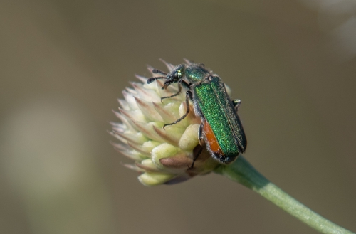 Cerocoma schreberi