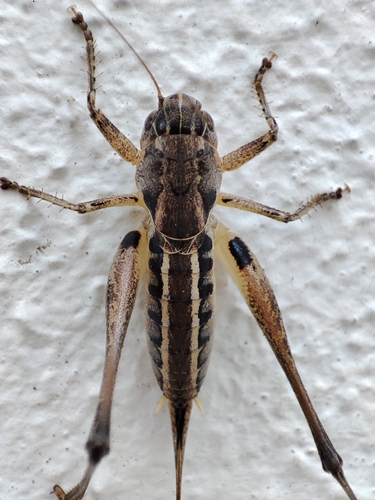 Red-headed Bush-cricket