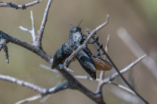 Flat-headed Root-borer