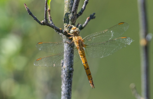 Keeled Skimmer