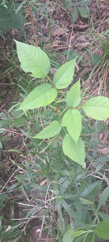 eastern poison ivy