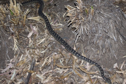 Inland Carpet Python sighting