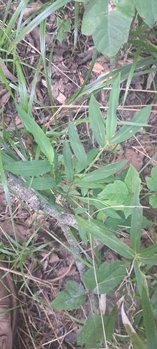 Japanese stiltgrass