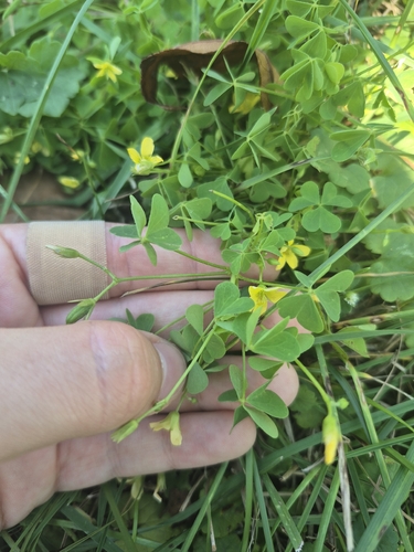 upright yellow woodsorrel