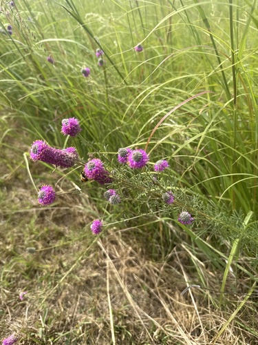 purple prairie clover