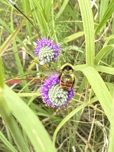 Red-belted Bumble Bee