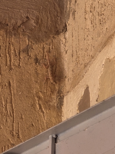 Algerian Fan-fingered Gecko