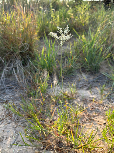 annual buckwheat