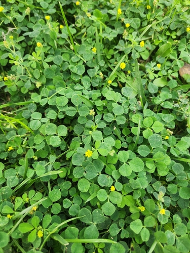 Black Medick