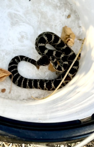 iNaturalist observation photo of Southern Pacific Rattlesnake