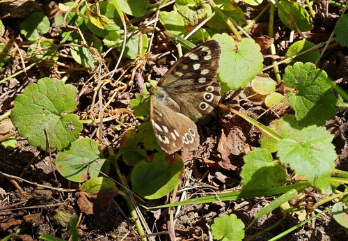 Speckled Wood