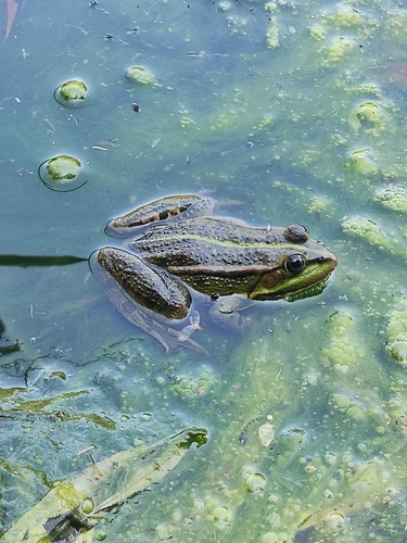 Marsh Frog