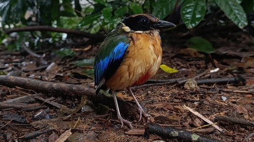 Blue-winged Pitta