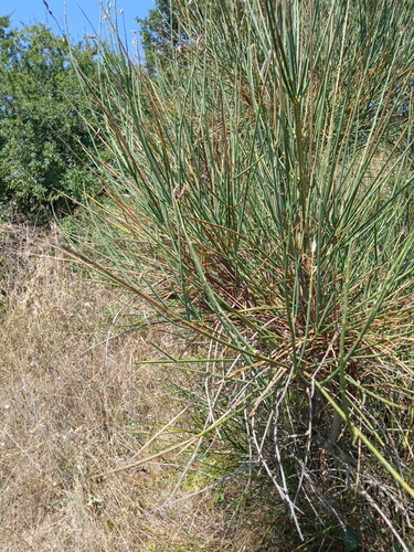 Spanish Broom