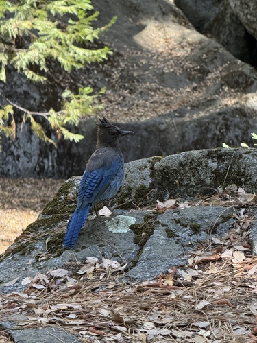 iNaturalist observation photo of Steller's Jay