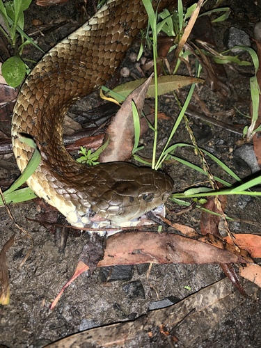 Tiger Snake sighting