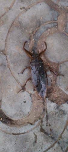 African Giant Water Bug