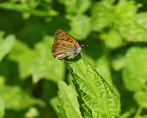 Scarce Copper