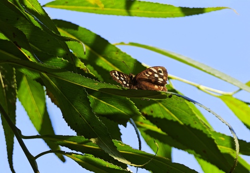 Speckled Wood