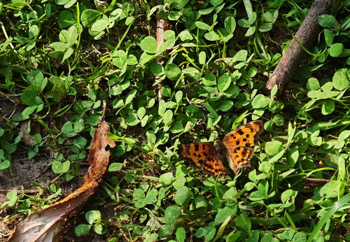 European Comma