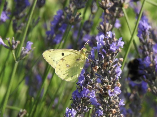 Pale Clouded Yellow