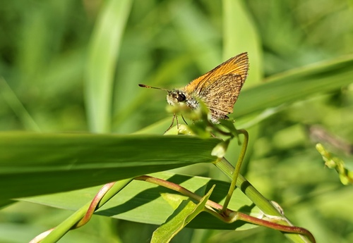 Essex Skipper