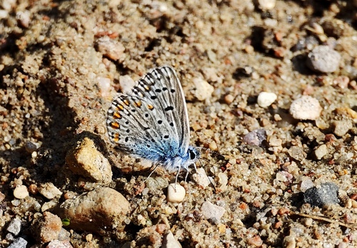 Common Blue