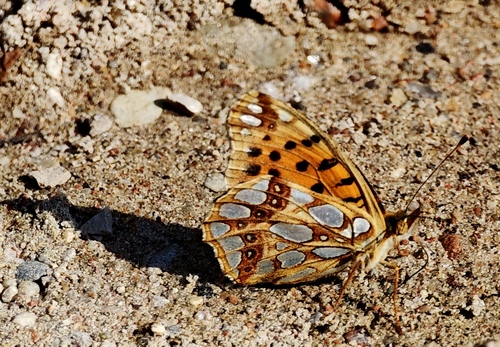 Queen of Spain Fritillary