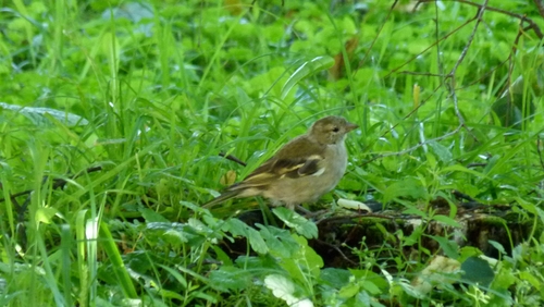Common Chaffinch